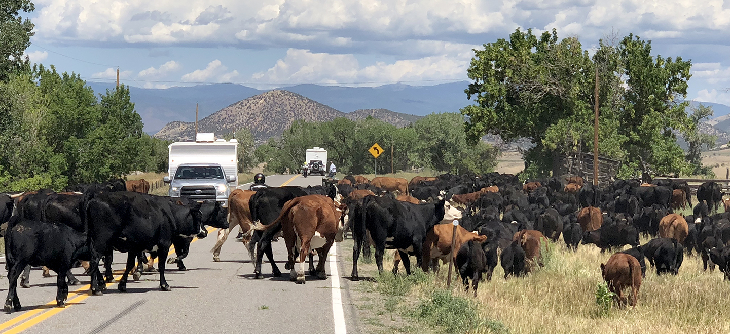 Cows crossing the road in Colorado